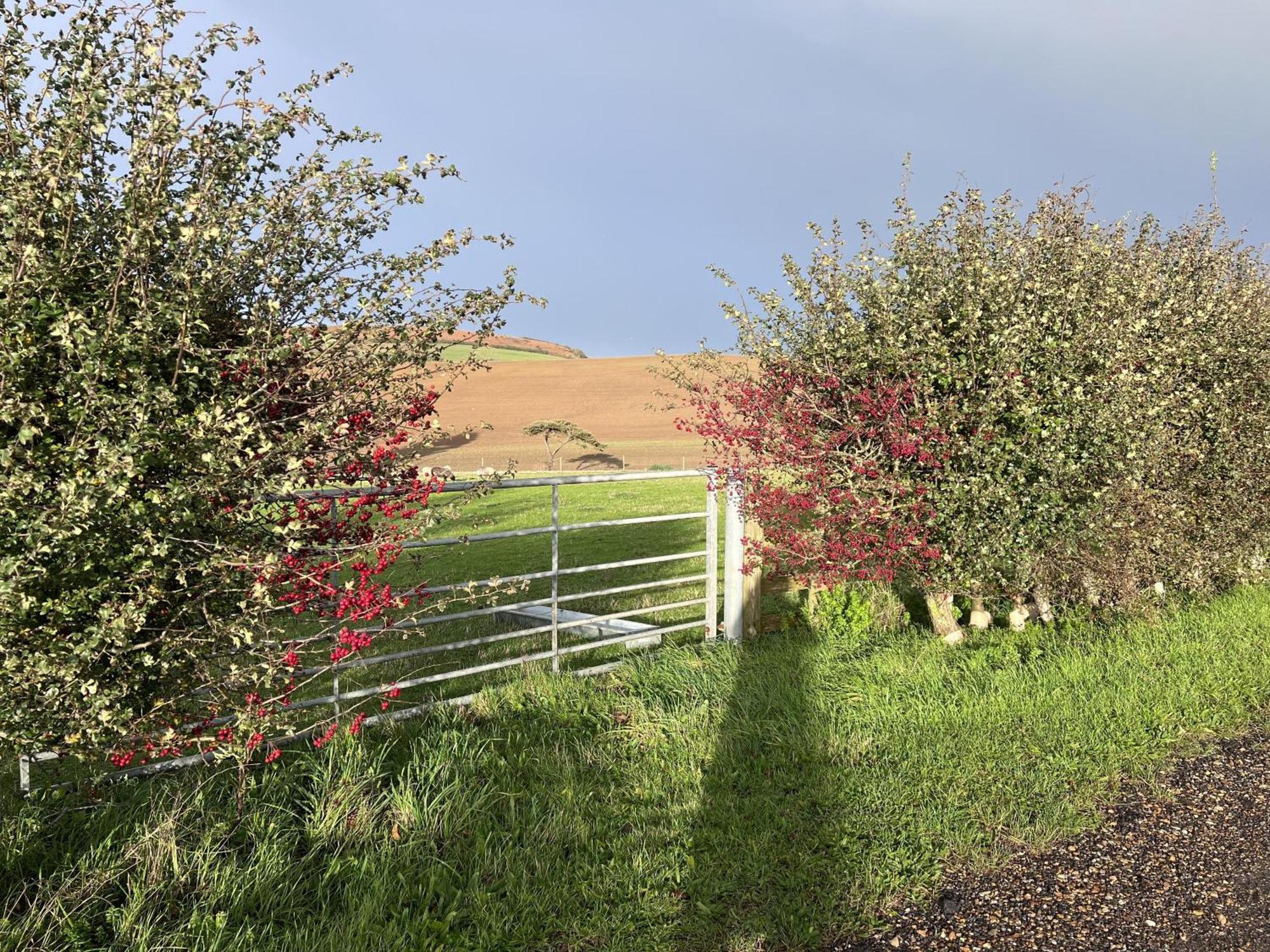 Bike Shed - Beautiful 1-Bed Cottage In Shorwell Bagian luar foto